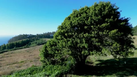 Approaching A Leafy Lonely Tree On The Hills Stock Footage 229239456
