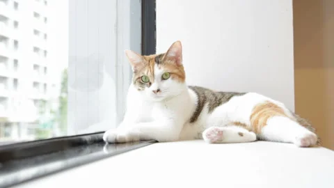The Approaching Light-Colored Calico Cat Stock-Footage 332454854