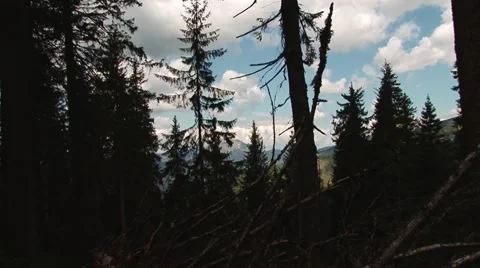 Approaching the mountain through pine forest Stock Footage 69009054