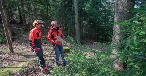 Approaching a nice spruce in the forest and start measuring its trunk Stock Footage 62255864