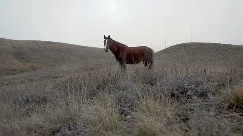 Approaching the pinto in the pasture Stock Footage 104911407