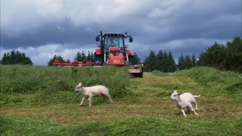 Approaching  Red Tractor Mower, UK Farm Video stock 123881375