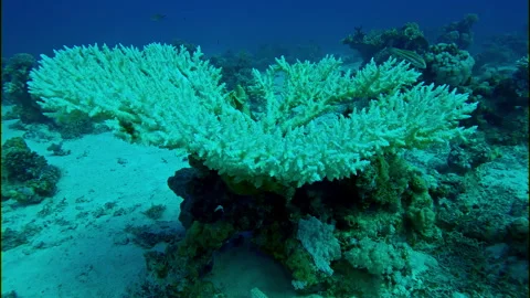 Approaching the reef with bleaching and death of coral, Decolored corals in the Stock Footage 311872712