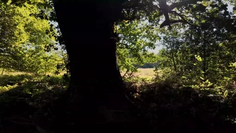 Approaching River Bank And Large Tree Before Entering Sunny Nature Field Vidéo 341669155
