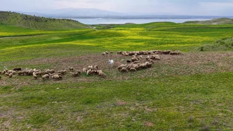 Approaching Running Sheep and White Horse Before Revealing a Scenic Lake Stock Footage 340882455