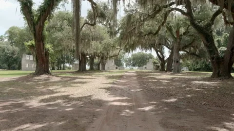 Approaching shot through live oak and spanish moss Stock Footage 156624439