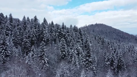Approaching the snowy spruce forest Stock Footage 168971501