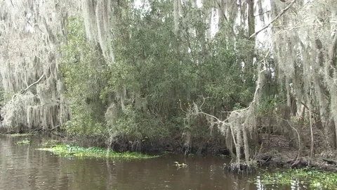 Approaching spanish moss right side Stock Footage 88291258