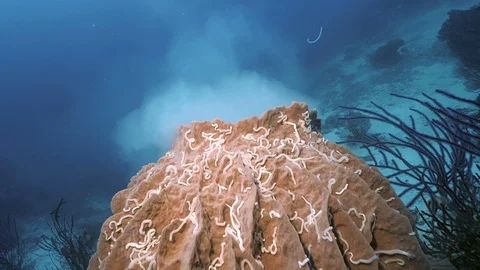 Approaching a Spawning sponge, under water shot, Indonesia 스톡 동영상 100637768