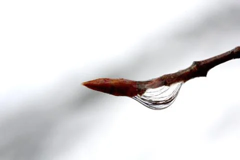 The approaching spring Stock Photos