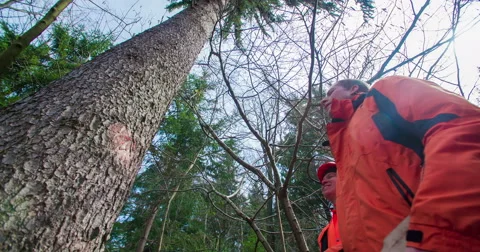 Approaching a spruce and then touching it Stock Footage 62255237