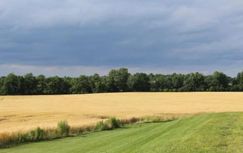 Approaching storm over wheatfield Stock Photos