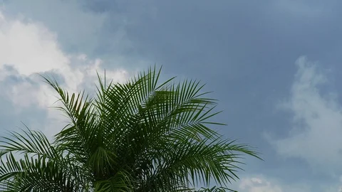 Approaching storm viewed through a palm tree 3 Stock Footage 87432331
