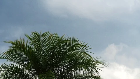 Approaching storm viewed through a palm tree 4 Stock Footage 87562576