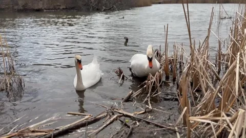 An approaching swan most likely demanding food Stock Footage 304546980