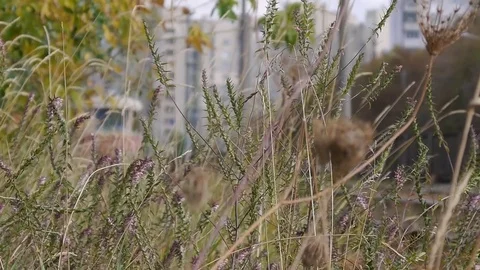 Approaching the tram Video stock 76949777