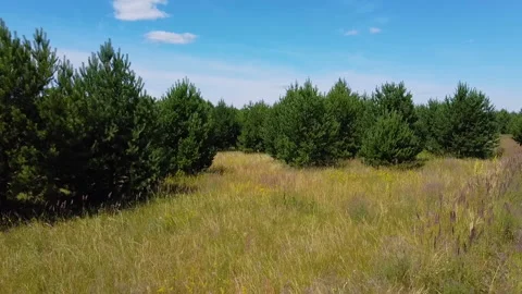 Approaching the tree, flying across the field to the tree Stock Footage 134288985