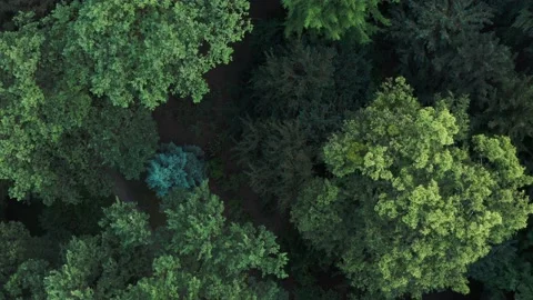 Approaching the trees in the gloomy forest, deevya close-up Stock Footage 225666079