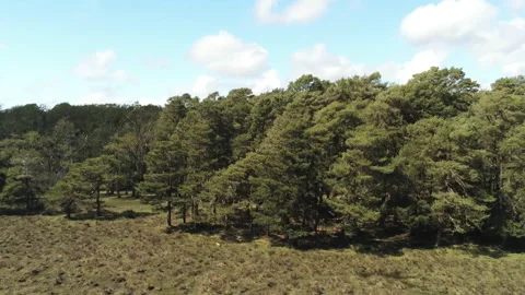 Approaching Trees - New Forest Stock Footage 153991101