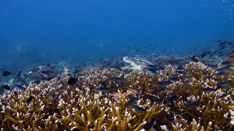 Approaching Turtle || Hawksbill turtle having a rest Stock Footage 149964105