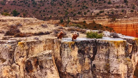 Approaching two big Eurasian griffon vultures sitting on the bare rock. A pair Stock Footage 331220659