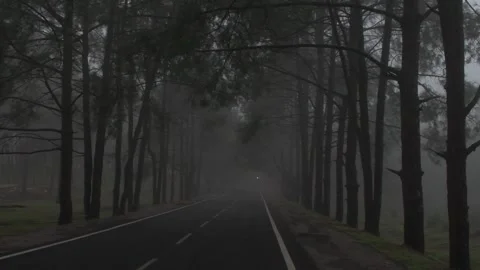 Approaching vehicle on the smooth asphalt through the pine forest in the evening 库存影片 290307875