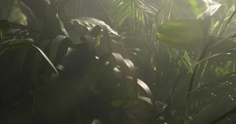 Approaching view through dense jungle foliage in soft morning light Vidéo 320873331