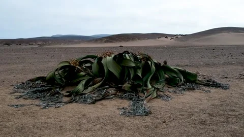 Approaching a Welwitschia mirabilis at ground level over a barren rocky desert l Stock Footage 148683259