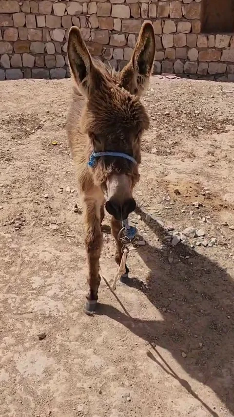 Approaching A Wild Donkey In Arid Desert Landscape Stock Footage 340358607