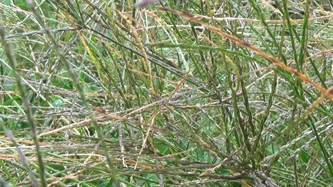 Approximate field grass seed with dew drops after rain. Stock Footage 118064525