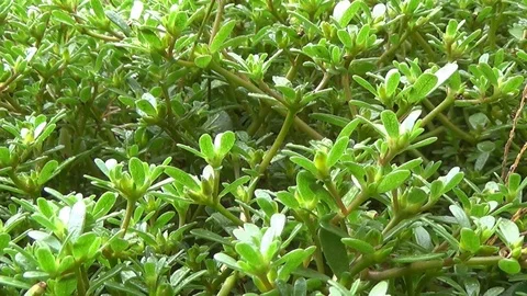 Approximate field grass seed with dew drops after rain. Stock Footage 118064756