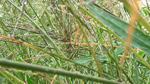 Approximate field grass seed with dew drops after rain. Stock Footage 119284161