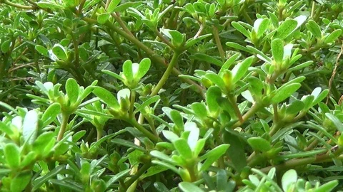 Approximate field grass seed with dew drops after rain. Stock-Footage 119490162