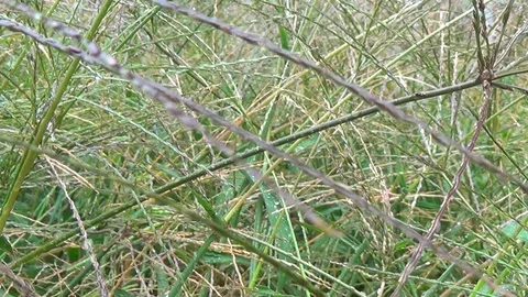 Approximate field grass seed with dew drops after rain. Stock Footage 119888994
