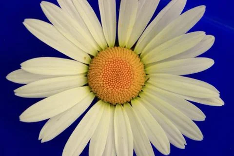 In the approximation of camomile on a blue background Stock Photos