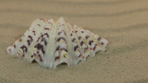 Approximation the yellow seashell lying on the sand dunes. Dolly shot. Stock Footage 85933533