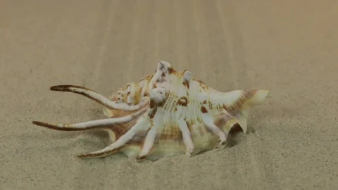 Approximation the yellow seashell lying on the sand lines. Dolly shot. Stock Footage 85933581