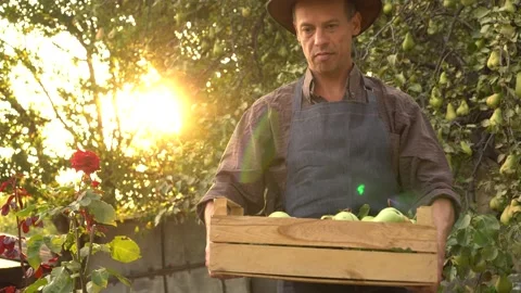 Appy authentic farmer in hat picking pears from fruit garden. Farm business Stock Footage 148319284