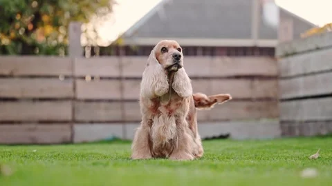 Appy English Spaniel bouncing and playing on a lush green lawn in 4K slow-motion Stock Footage 289410552