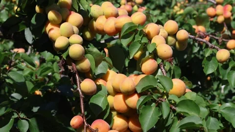 Apricot 001 Stock Footage 309682624