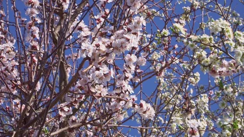 Apricot and cherry fruit trees bloom very nicely Stock Footage 105531236