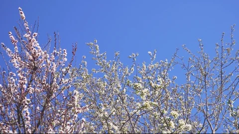 Apricot and cherry fruit trees bloom on the blue sky background Vidéo 105533261