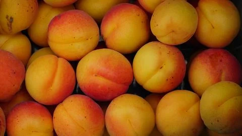 Apricot. background of fresh apricots. Stacking of apricot fruits for Stock Photos