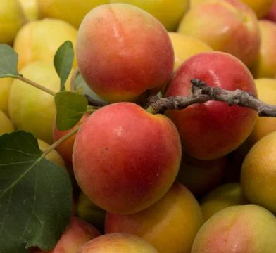 Apricot as a background Stock Photos