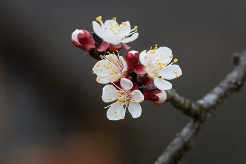 Apricot bloom close up Stock Photos