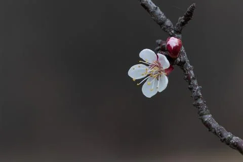 Apricot bloom close up Foto stock