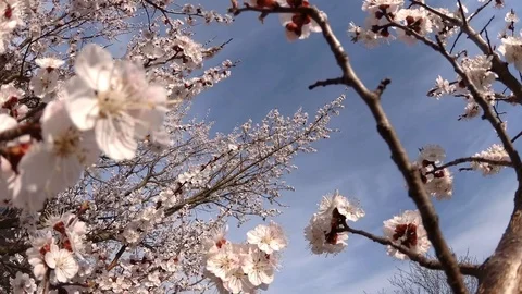 Apricot in bloom Stockbeeldmateriaal 108825253