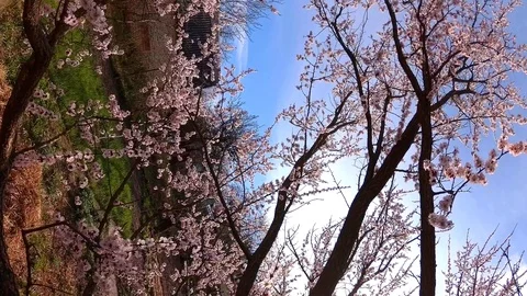 Apricot in bloom vertical Stockbeeldmateriaal 108934570