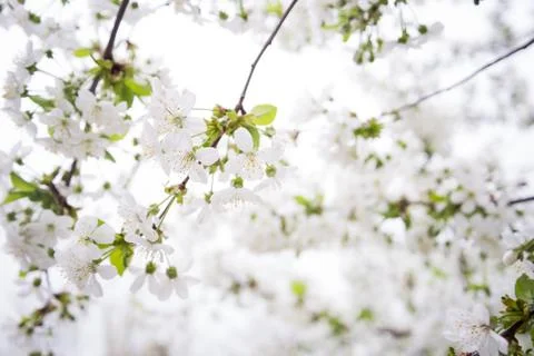 Apricot blooming Stock Photos