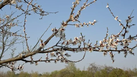 Apricot blooming tree on wind Stock Footage 106993188